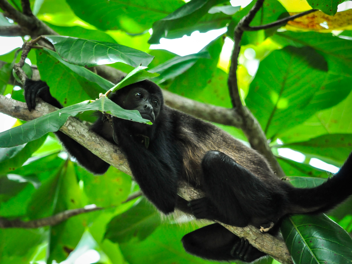 Monkey resting on a tree at the Pacuare Reserve Costa Rica