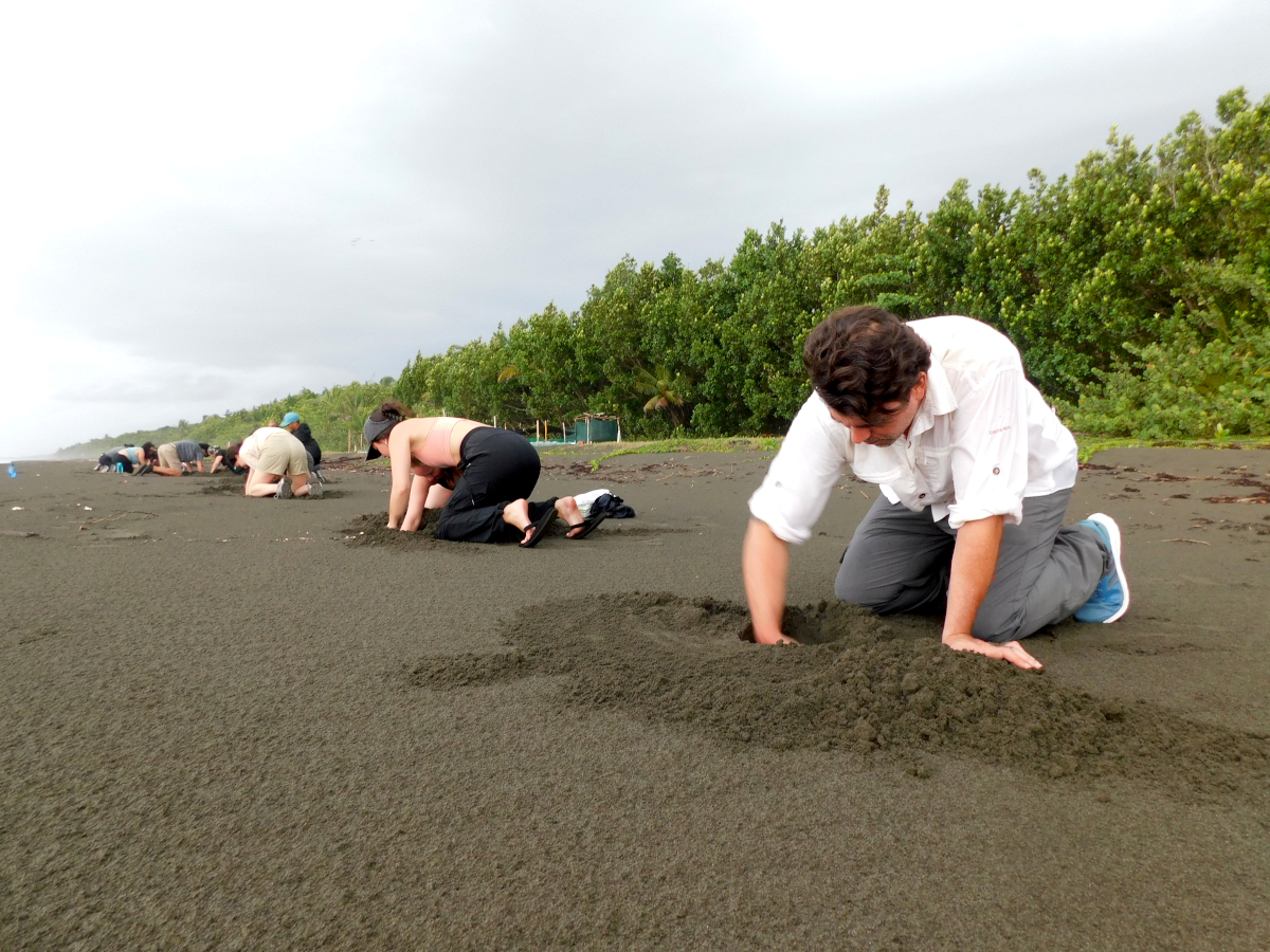 looking for sea turtle eggs for the process of hatching at Pacuare Reserve