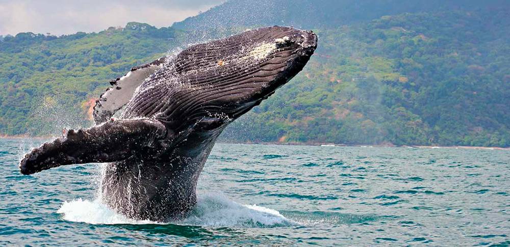 Ballena Costa Rica - Migrations Whale