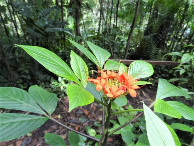 Costa rica Blume