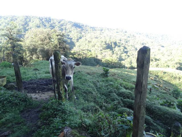 Kuh Aussicht locos por el Bosque