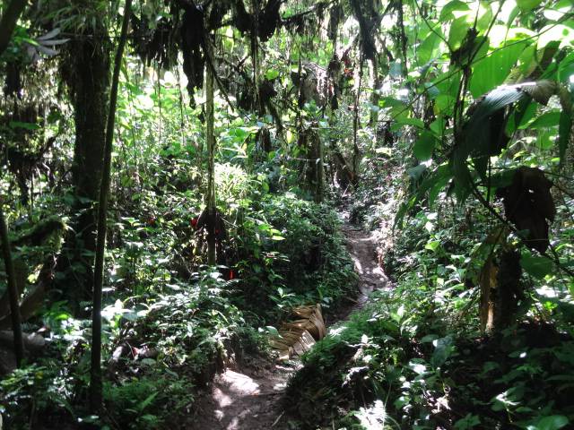 Wanderweg Locos por el bosque Costa RicaJPG