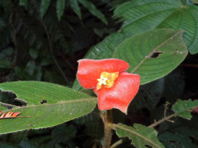 Sarapiqui Psychotria elata beso de Novia