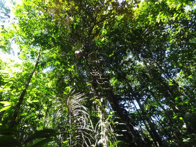 Weg Pozo Azul Sarapiqui Costa Rica