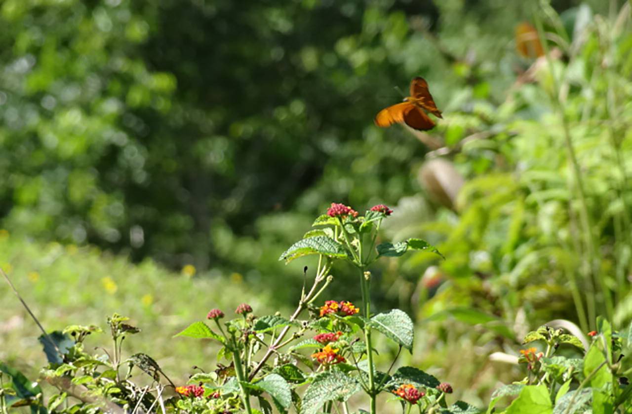 Schmetterling Costa Rica