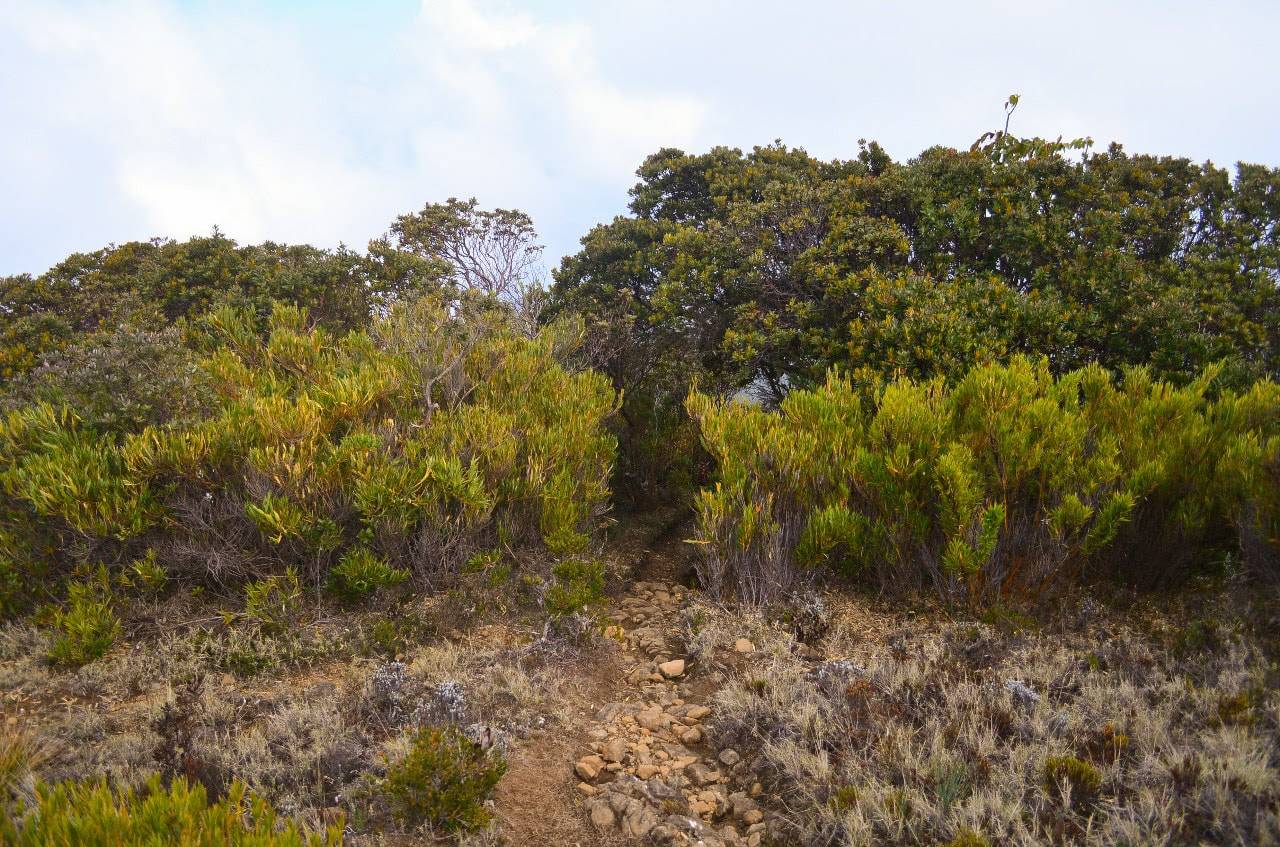 1 Cerro Buenavista min