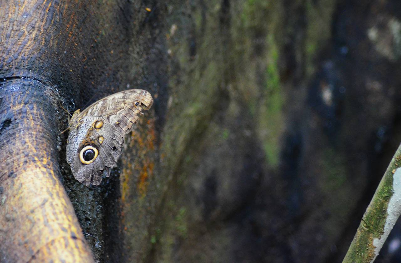 Schmetterling