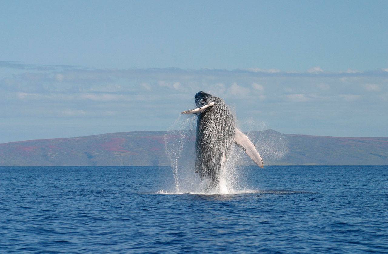 Humpback whale