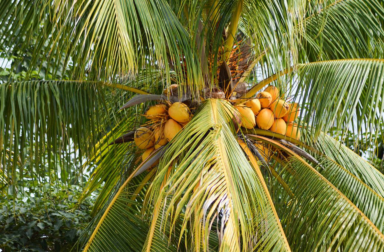 Coconuts