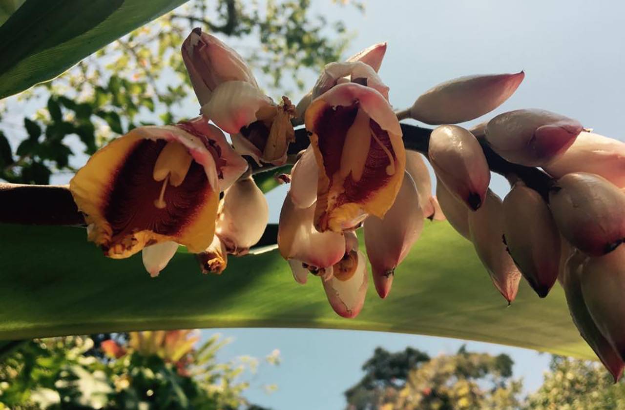 Blumen im Botanischen Garten Lankester