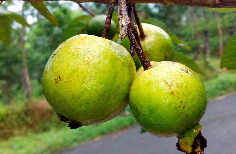 guayaba