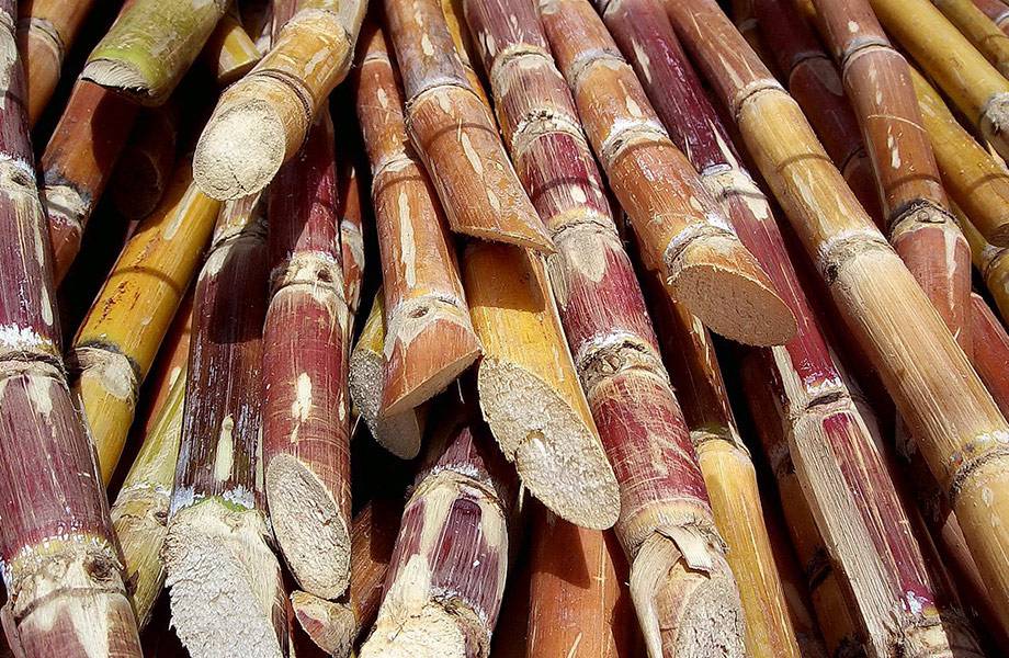 sugar cane