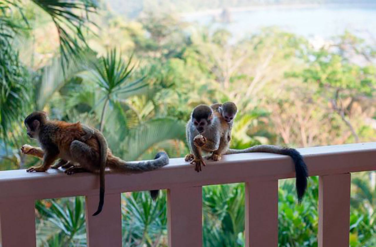 monos en el barandal