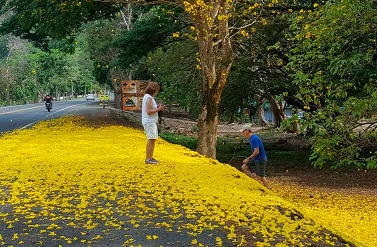 piso flores amarillas