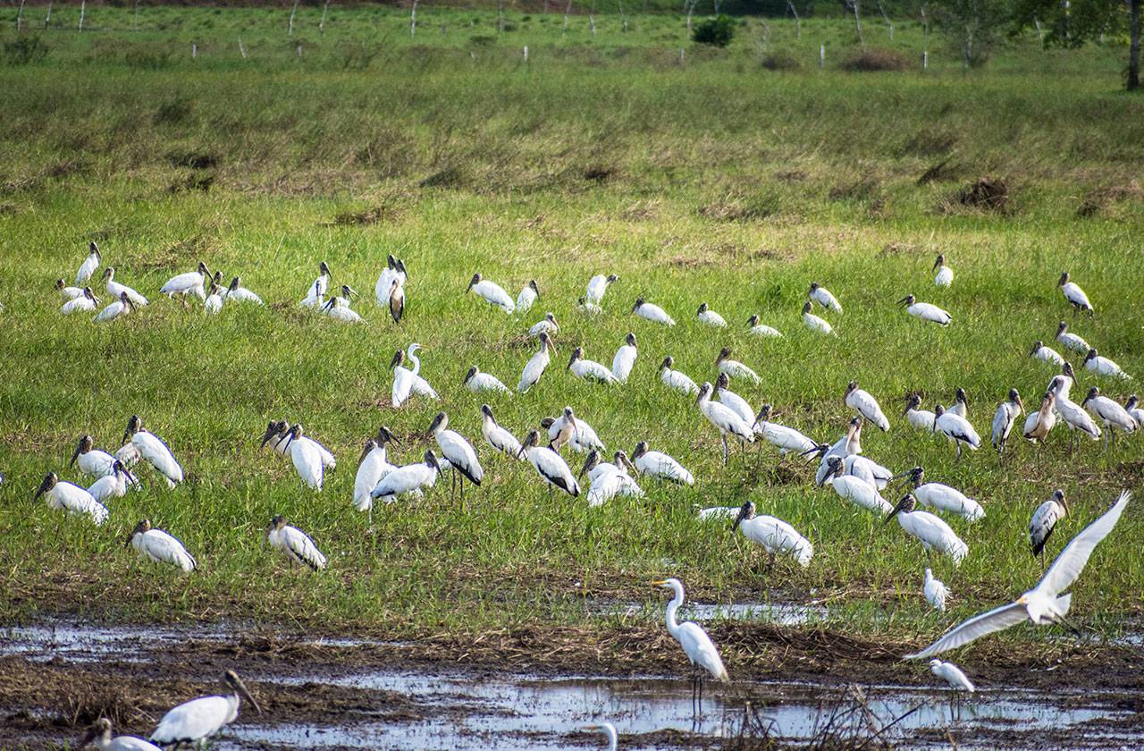 san carlos biodiversidad