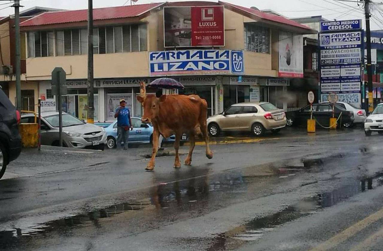 vaca en cq