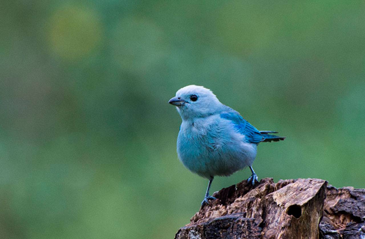 Blue gray Tanager