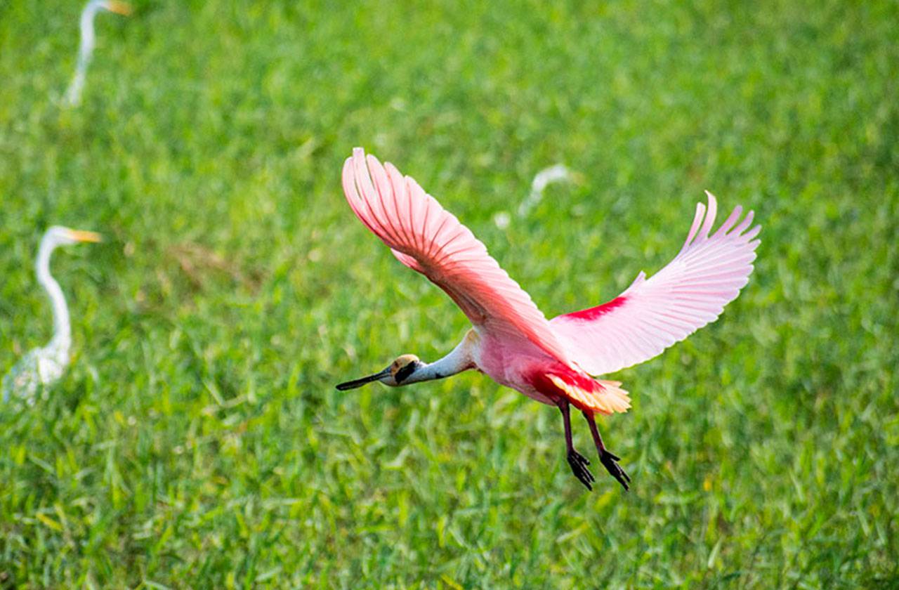 Roseate spoonbill