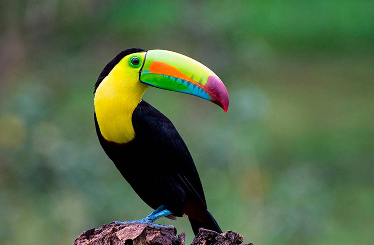 Tucan