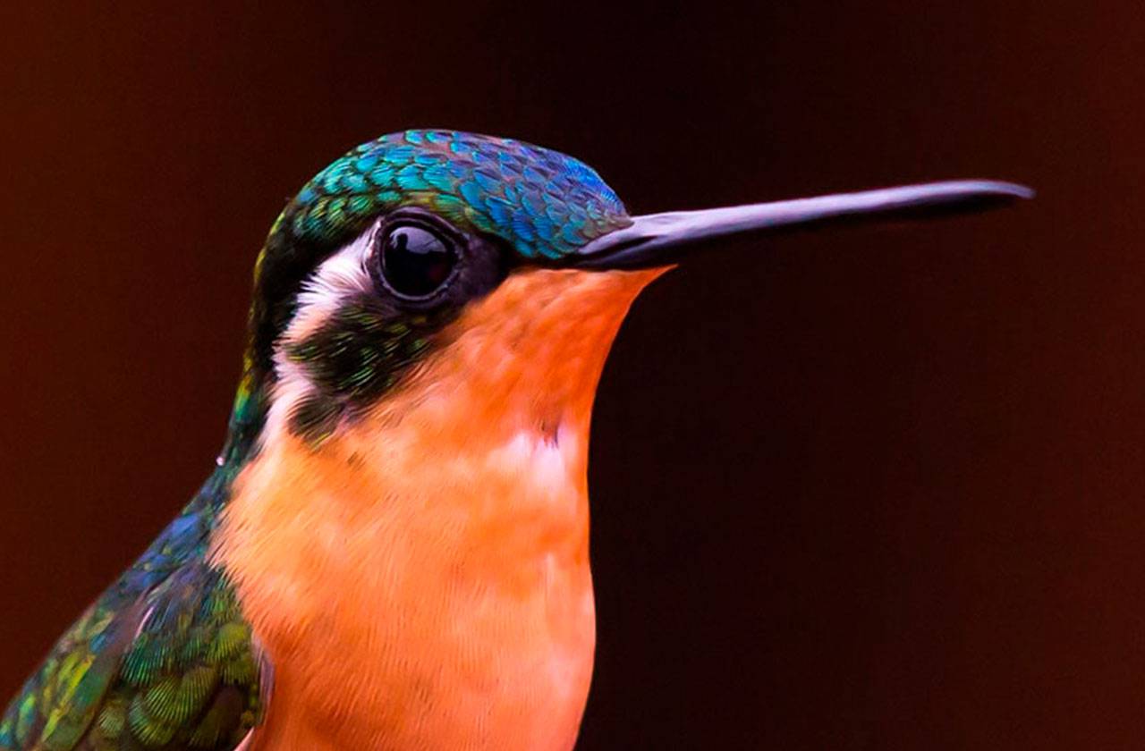 colibri