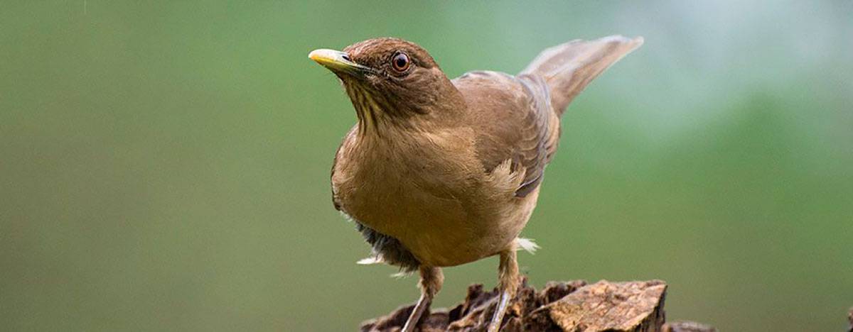 heredia clay colored thrush