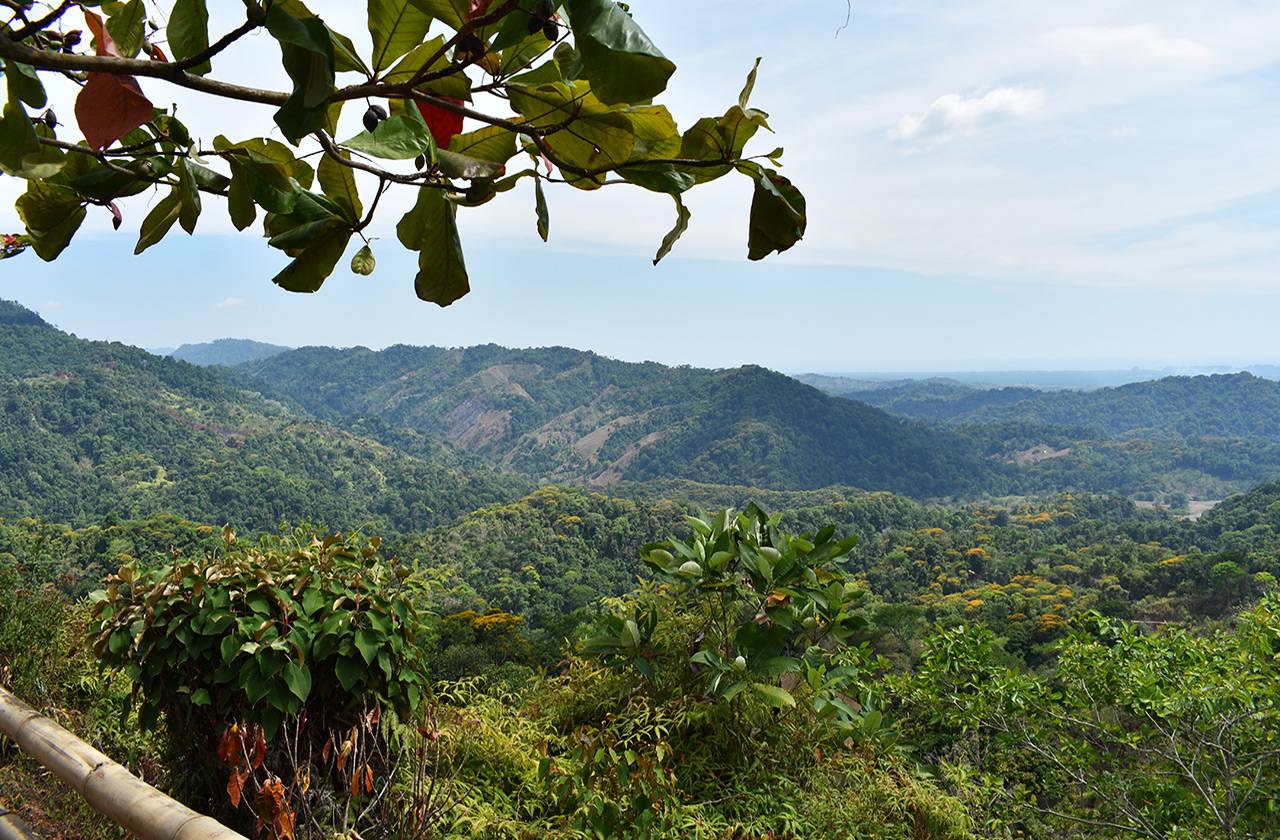 Forest Costa Rica