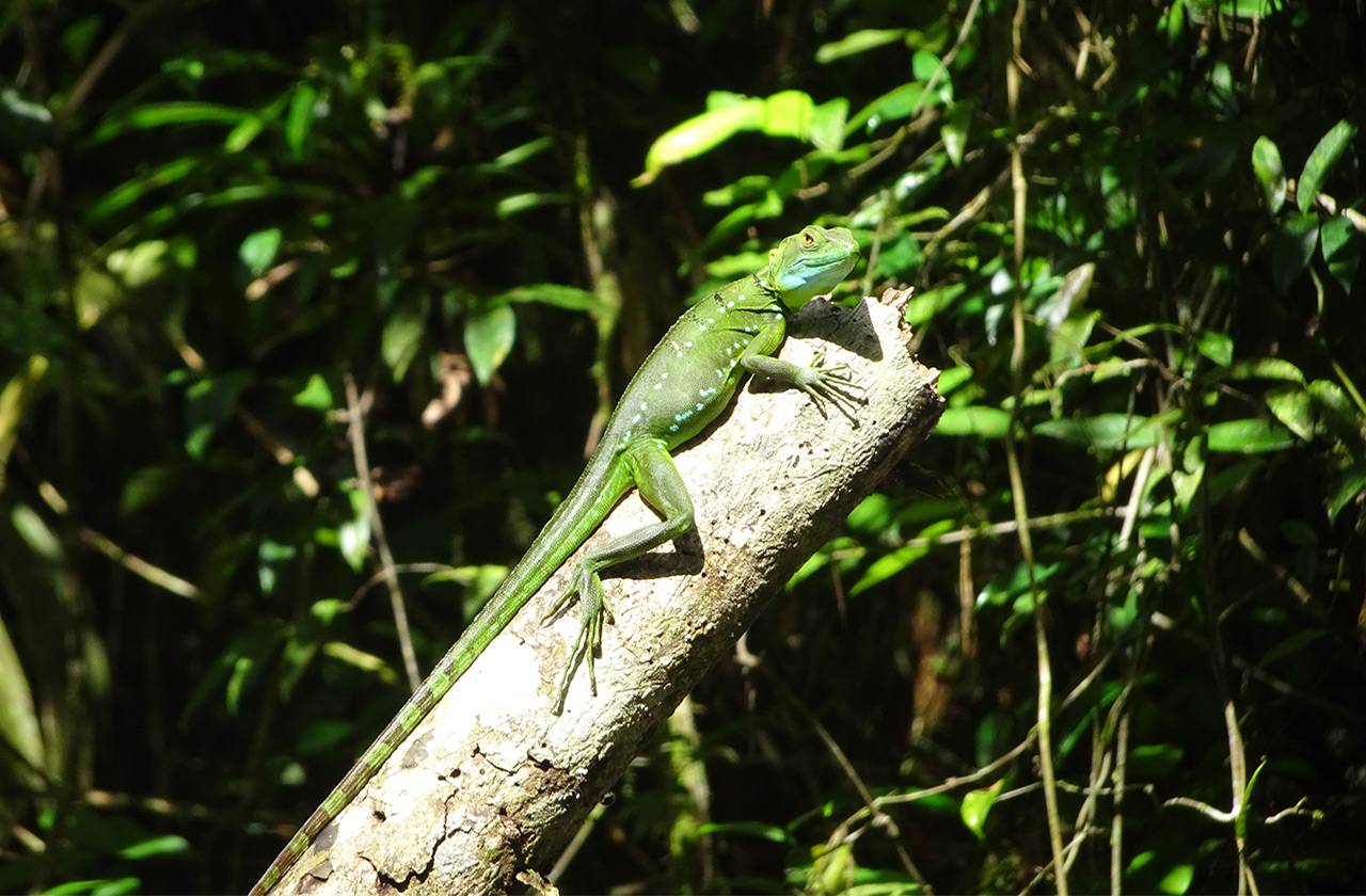 Tortuguero basiliscus c