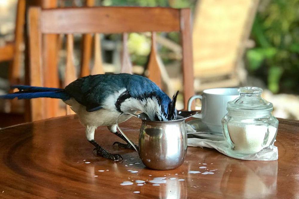 pajaro - Seguridad en Costa Rica - 10 tips para tomar en cuenta