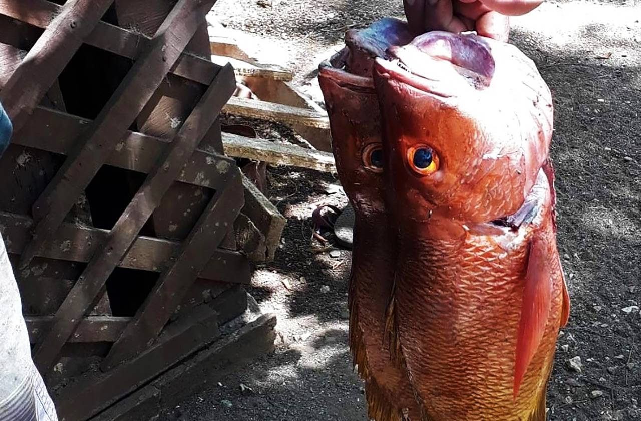 a Red Snapper Pelada Beach