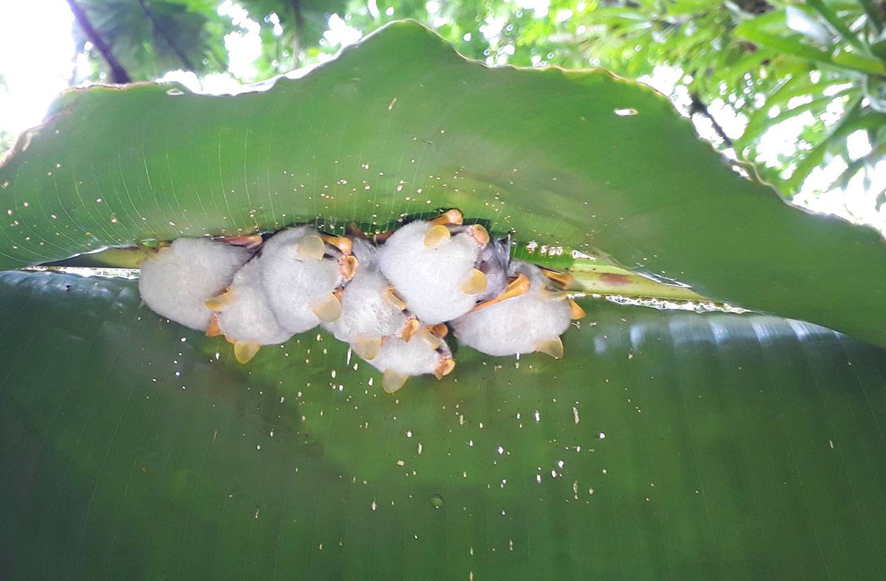 12 sarapiqui murcielagos blancos