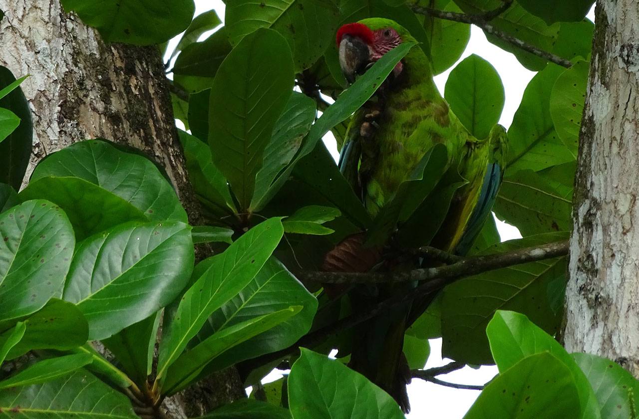 15 Caribe lapa verde