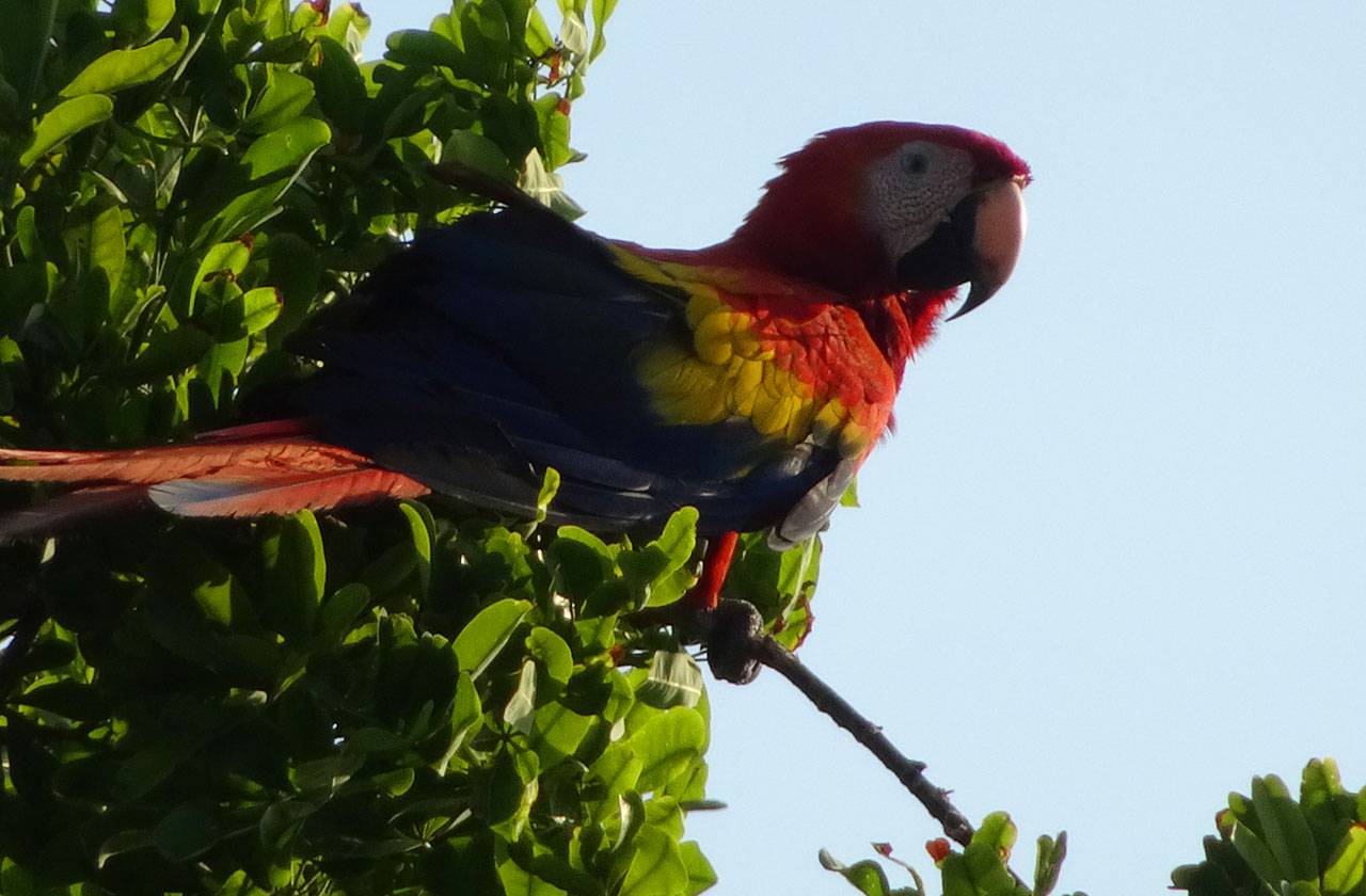 17 .2 corcovado lapa roja