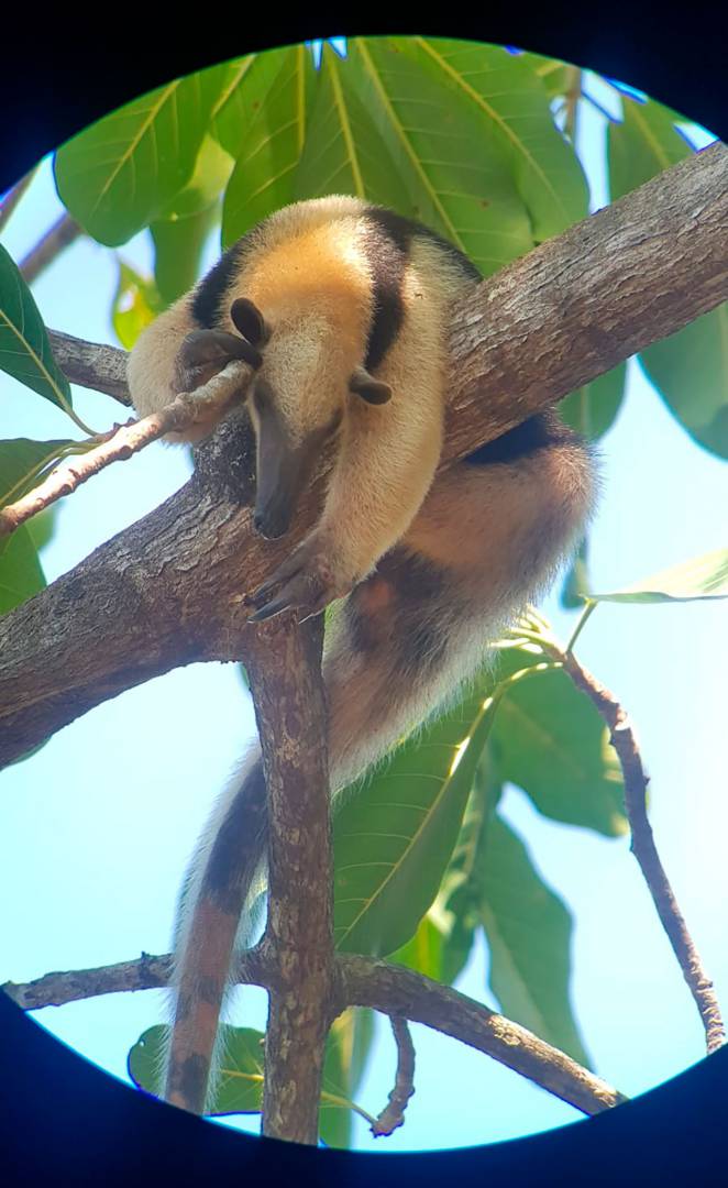 19 corcovado oso hormiguero