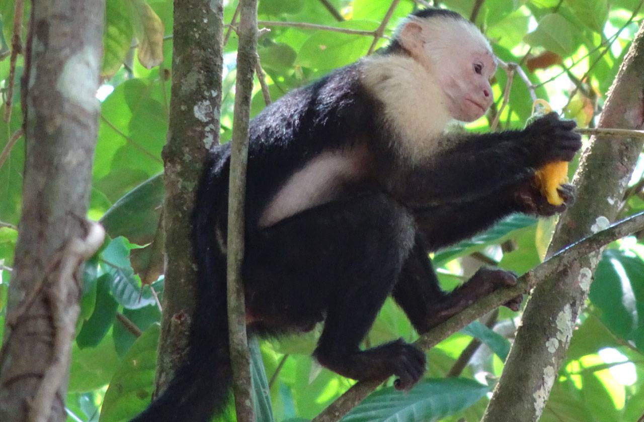 21 corcovado cara blanca