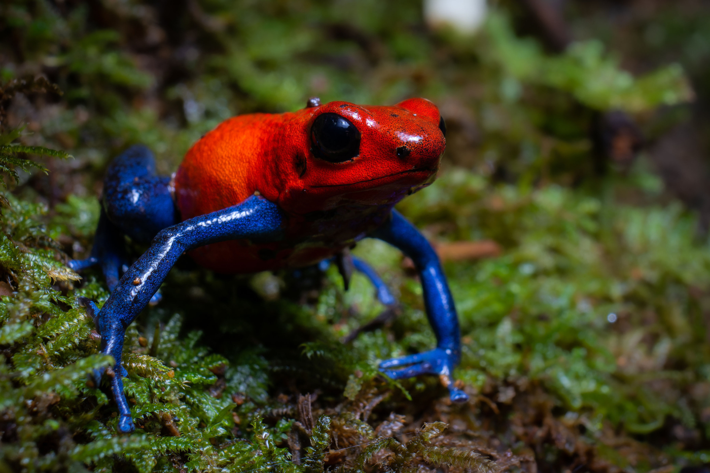 06-Blue Jeans Poison Dart Frog