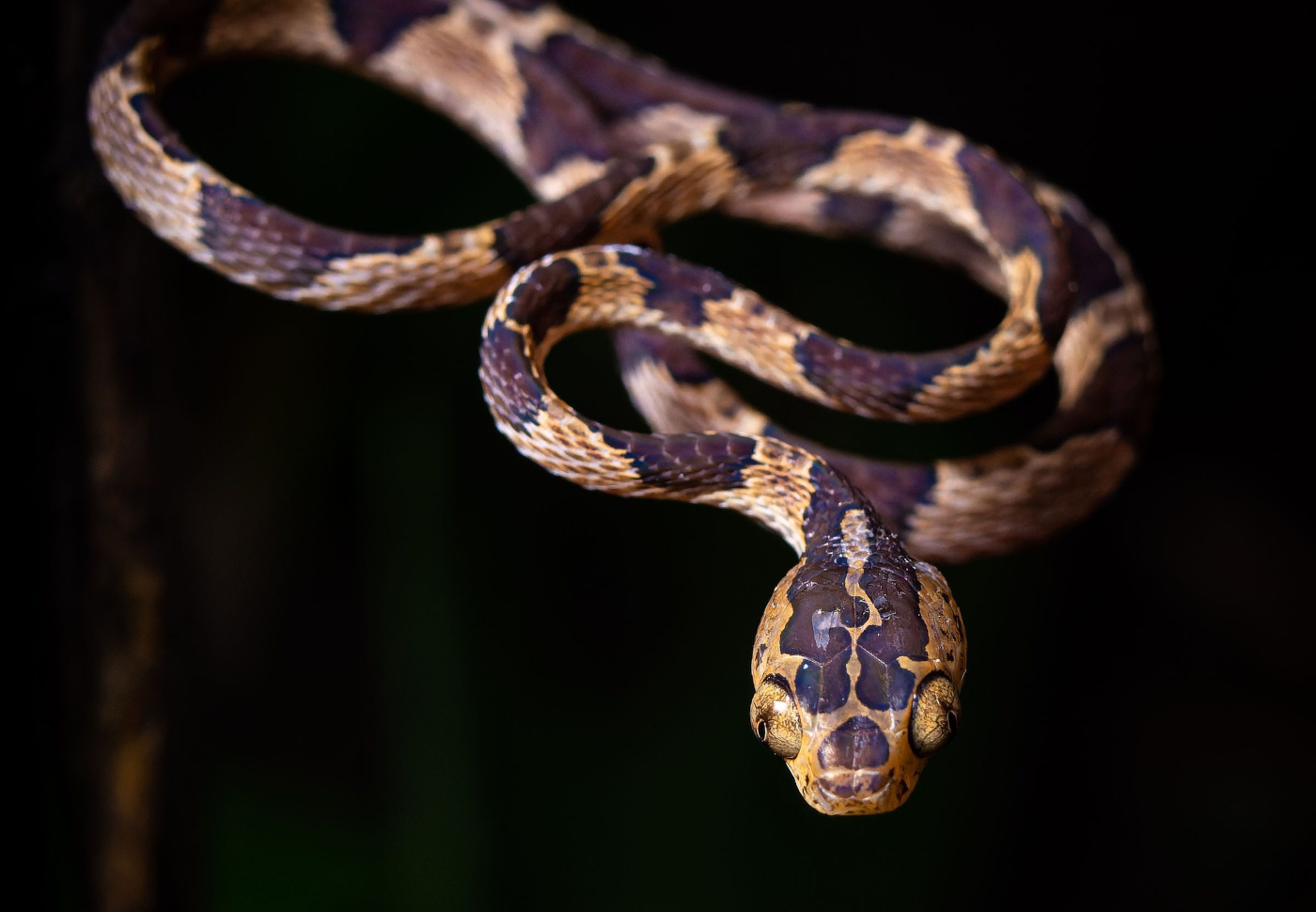 09-Blunthead Tree Snake