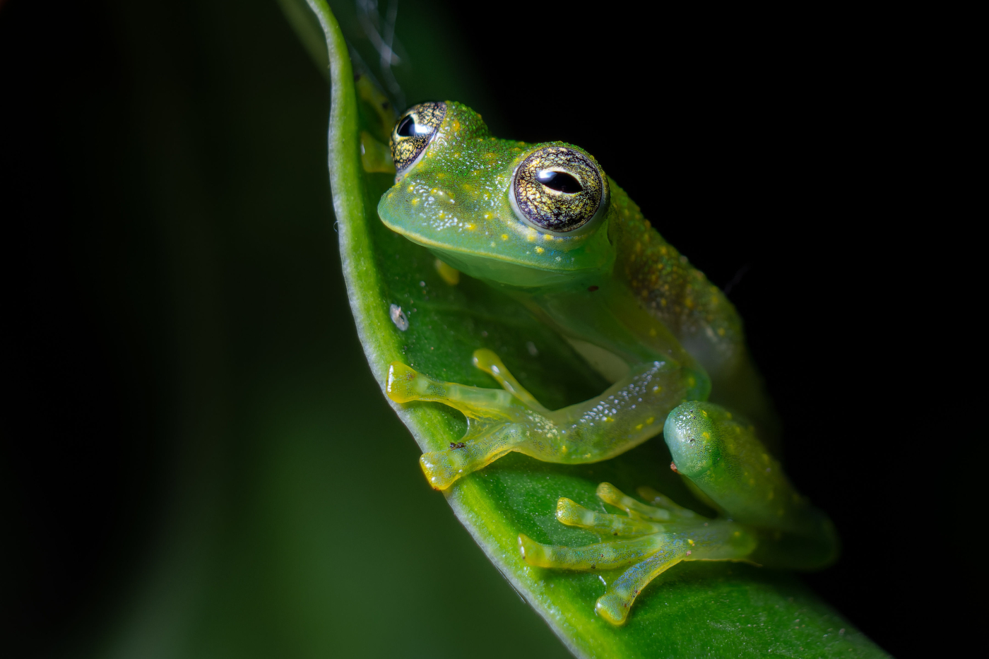 10-Frog Northern Lowlands