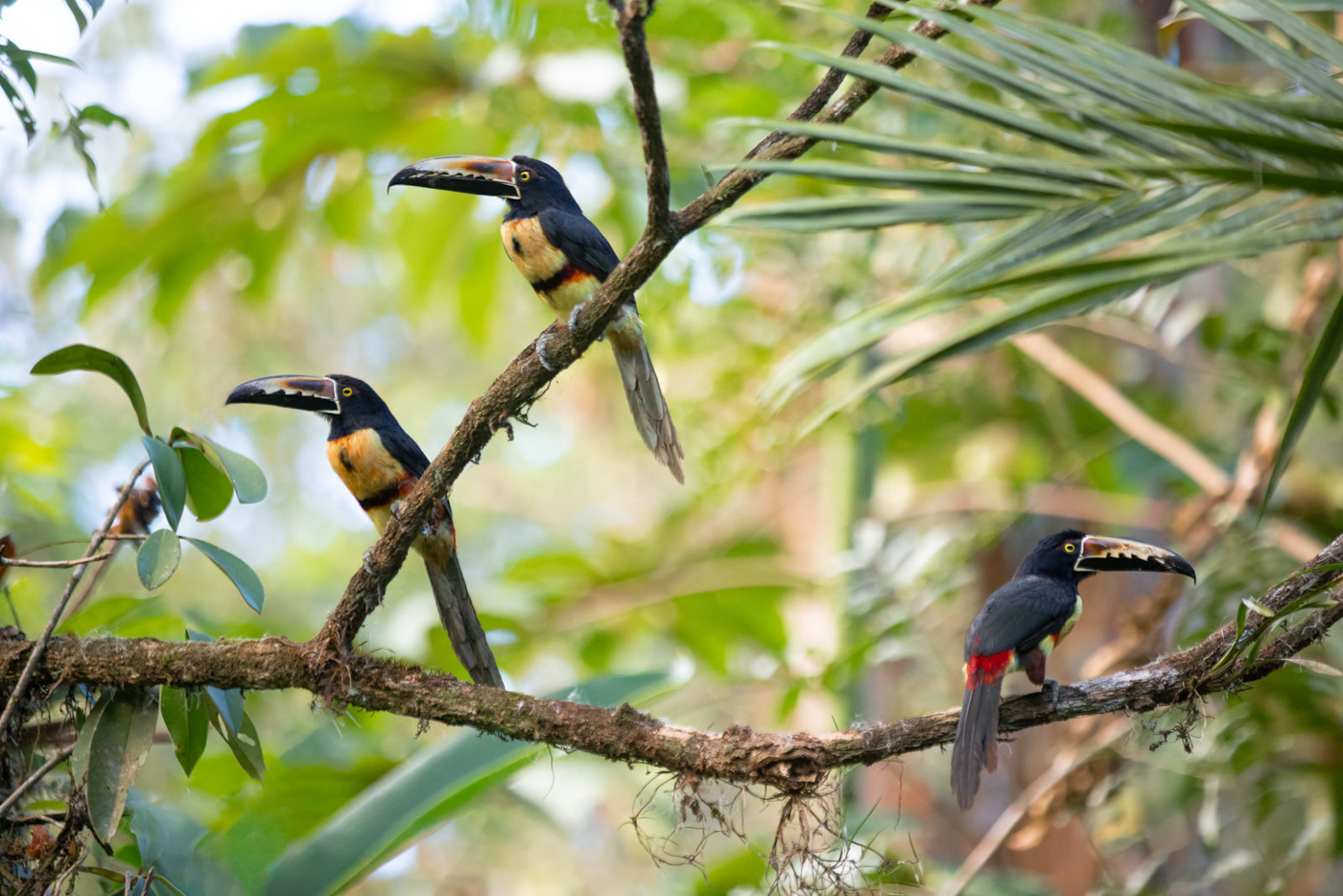 19-Fiery-billed Aracari