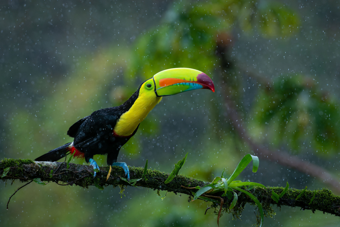 20-Keel-billed Toucan