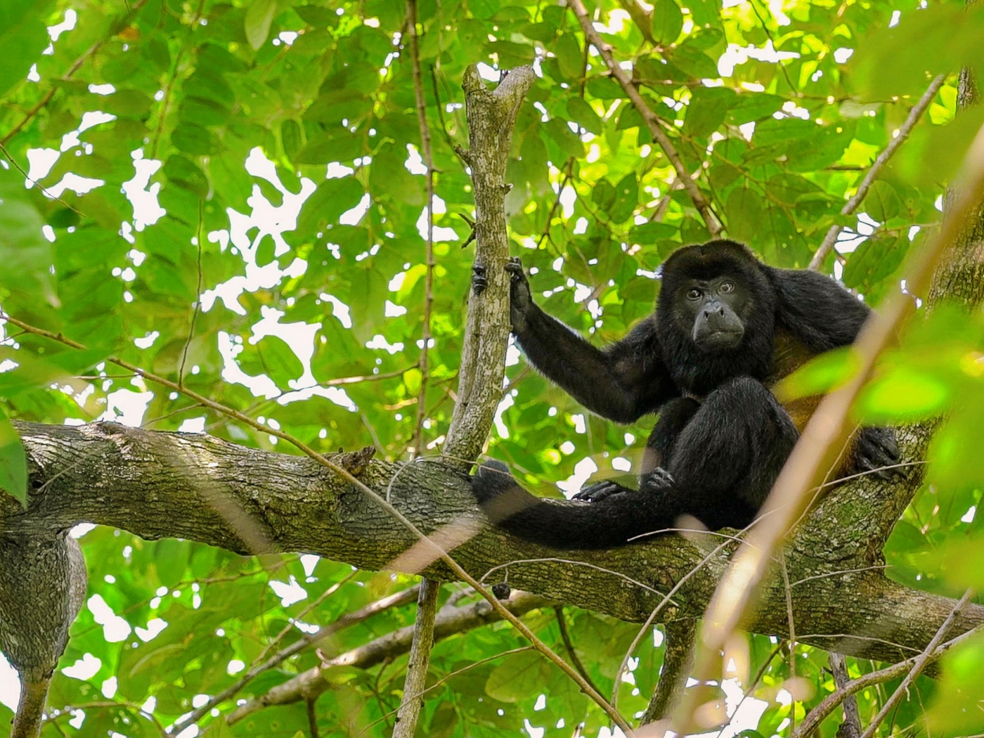 26-Punta Islita Monkey Safari