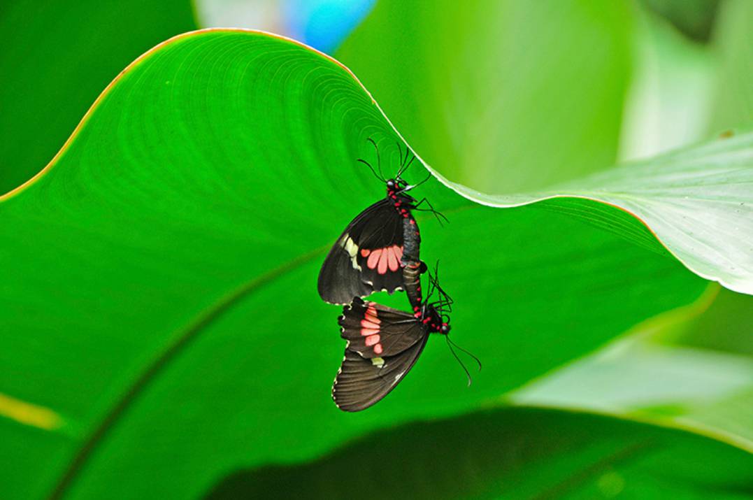 01-ARA Tours Arenal Monteverde Combination Buttlerfly compressed