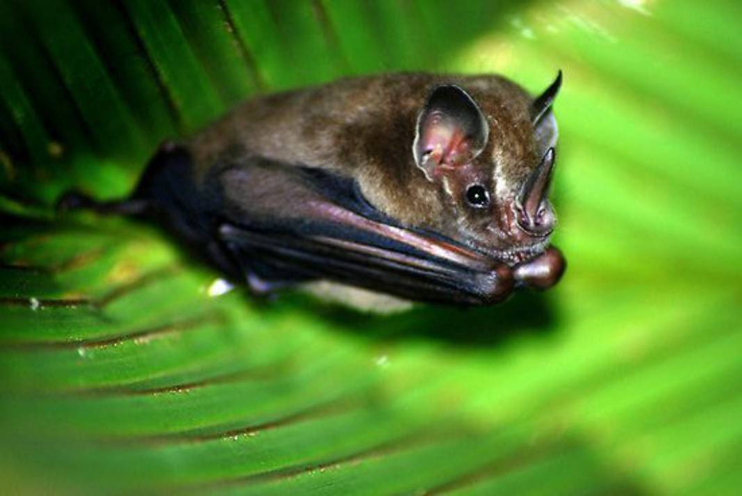 04-Bat Tour compressed