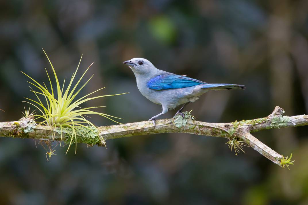 05-Blue Grey Tanager compressed