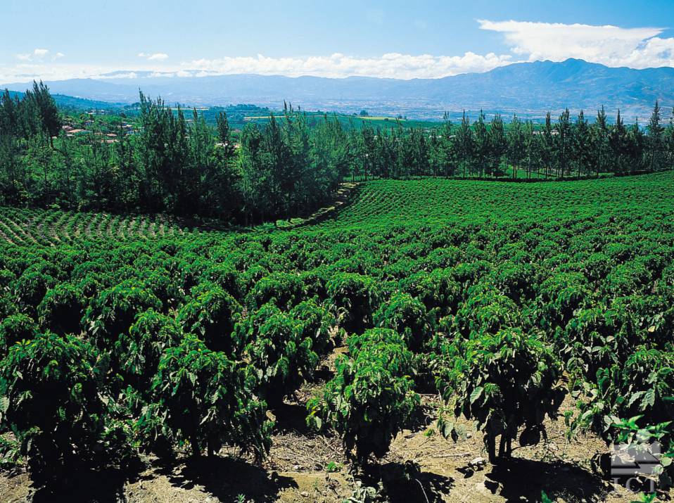 09-Coffee Plantation Panoramic compressed