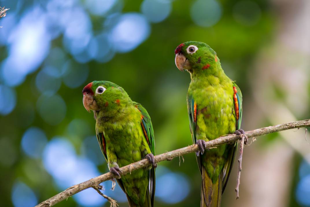 10-Crimson-fronted Parakeet compressed