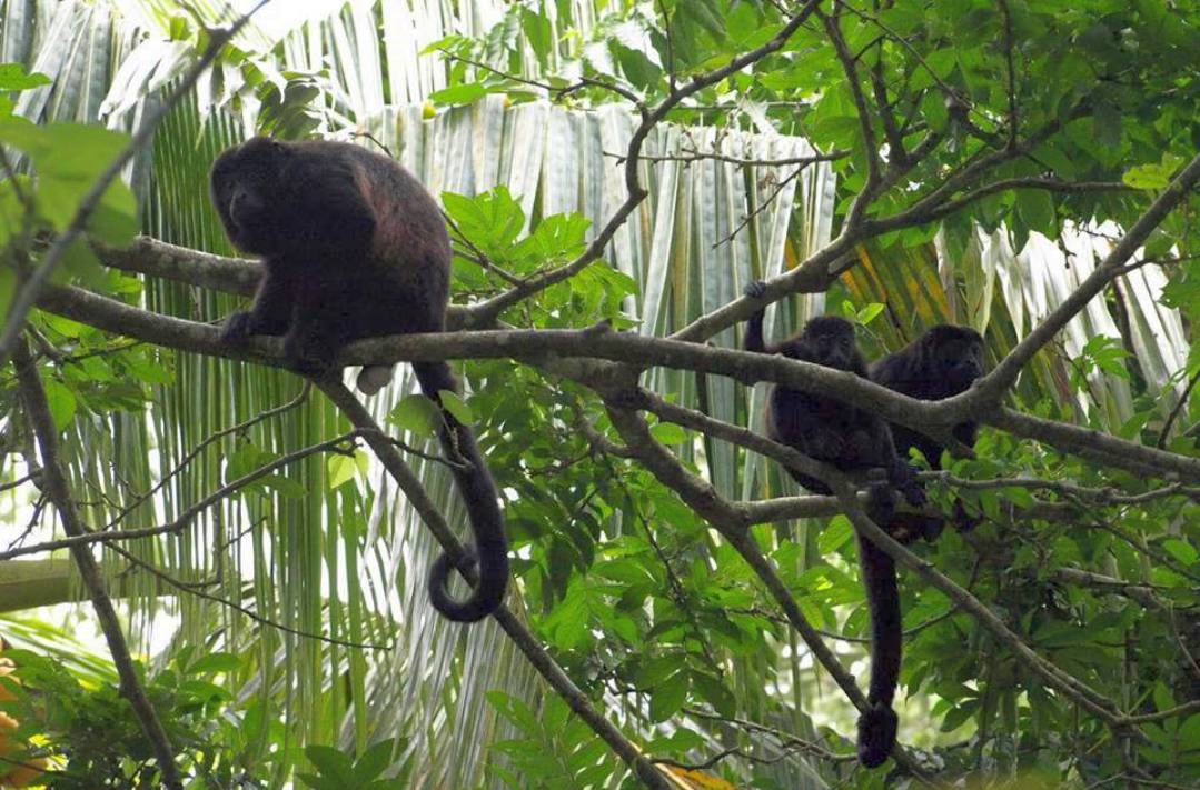 22-Pedacito De Cielo Howler Monkey compressed