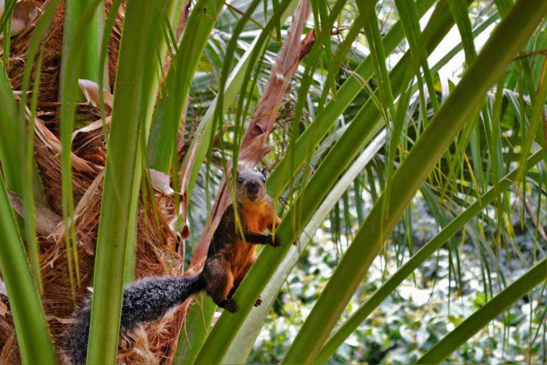 24-Pedacito De Cielo Squirrel compressed