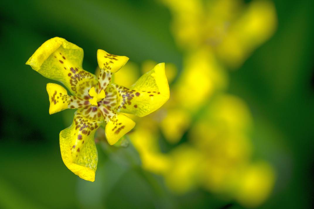 30-Yellow Orchid compressed