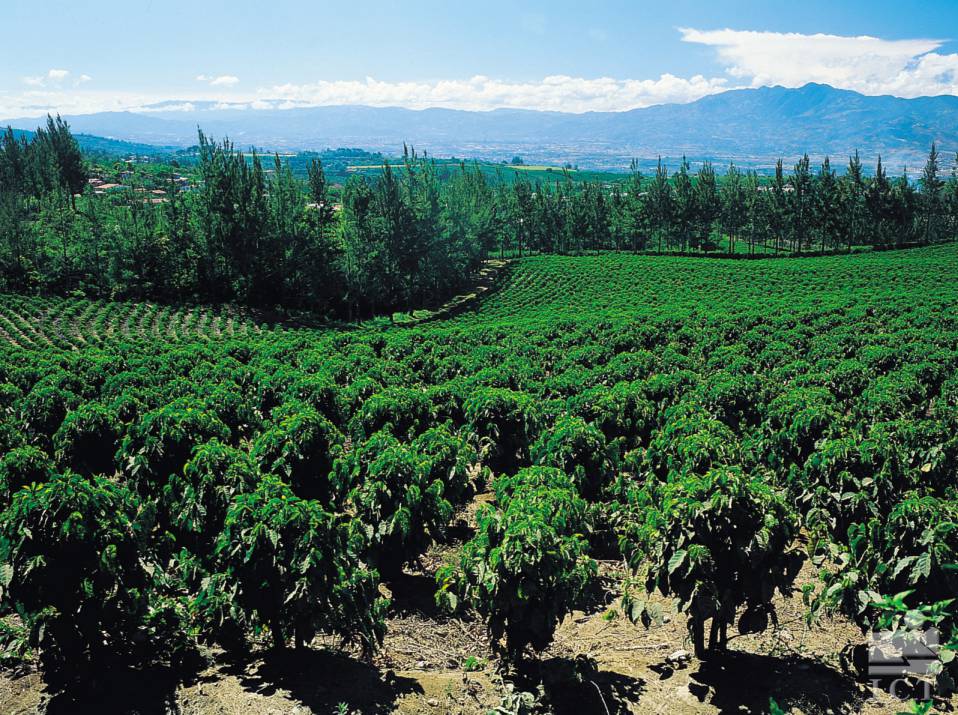 Coffee Plantation Panoramic compressed