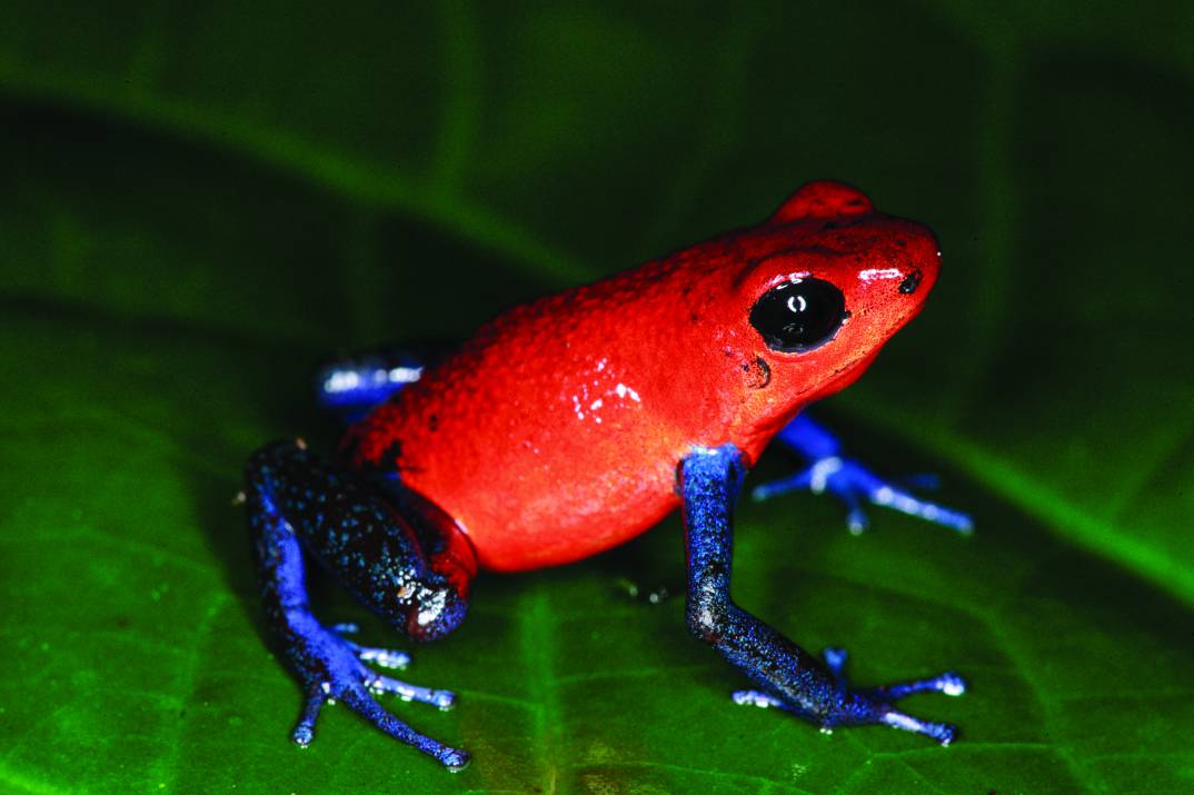 Strawberry Poison-dart Frog compressed